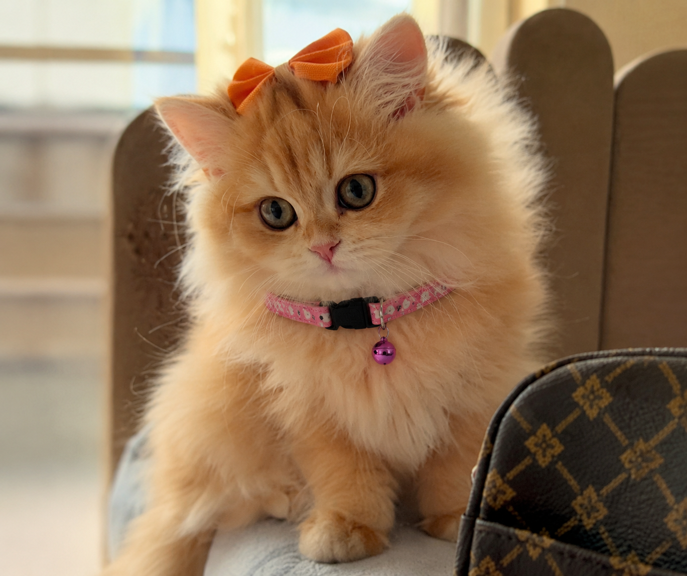 Premium Adjustable Cat Collar
