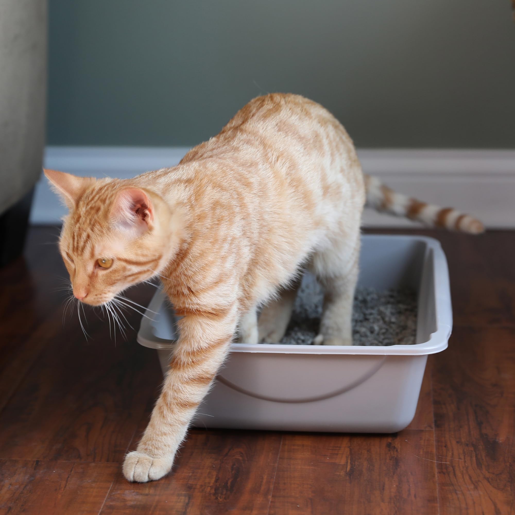 Basic Open Cat Litter Tray | Easy Clean Plastic Litter Box for Kittens & Small Cat